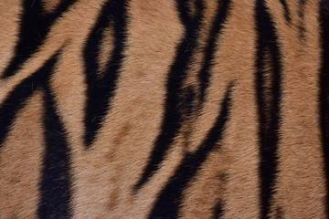 Fototapeta na wymiar A black tiger pattern is tamed on the skin of the Bengal tiger.
