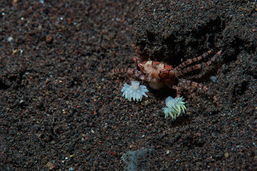 Boxer Crab (Lybia tessellata)