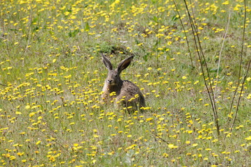 European hare (Lepus europaeus) also known as the brown hare and flowers