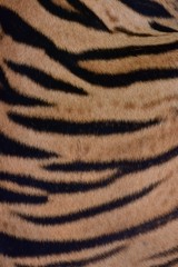 A black tiger pattern is tamed on the skin of the Bengal tiger.