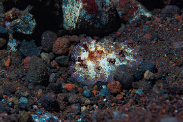 Dendrodoris tuberculosa Nudibranch