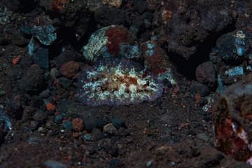 Dendrodoris tuberculosa Nudibranch