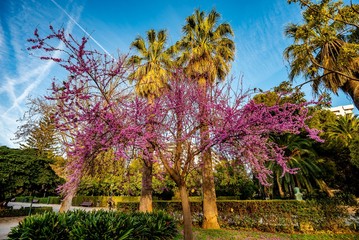 Naklejka premium Lila blüten Baum und Palmen im Jardins del real in Valencia