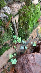 moss on tree