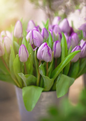 Bright purple tulips close-up on a blurry background. Spring flowers as a gift to a woman on March 8, birthday and anniversary. Beautiful juicy April bouquet in a bucket at the breeders ' exhibition.
