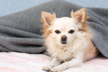 Fototapeta na wymiar Chihuahua dog sleeping under blanket in bed dreaming sweet dreams