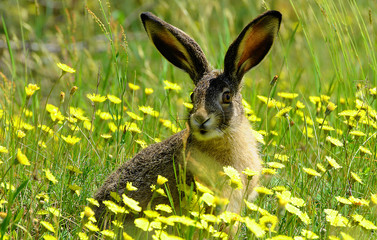 European hare (Lepus europaeus) also known as the brown hare and flowers