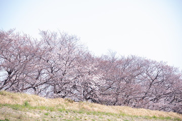 Obraz na płótnie Canvas 東京の多摩川河川敷の桜並木
