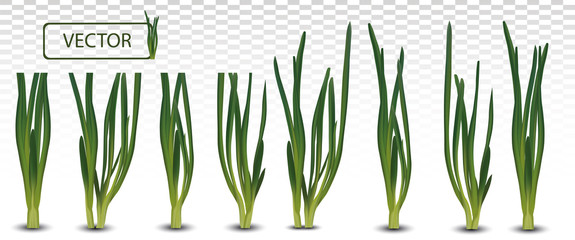 3d realistic green onion isolated on transparent background. Fresh green onion close up. Collection green onion. Top view. Organic. Vector illustration