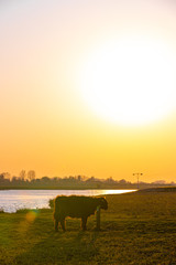 black cows grazing grass at sunset 