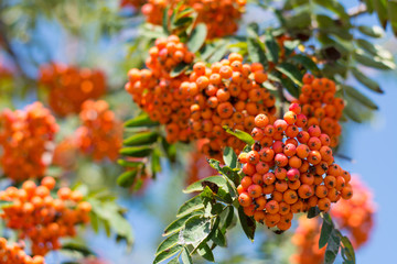 Clusters of orange rowan tree berries on sunny autumn day