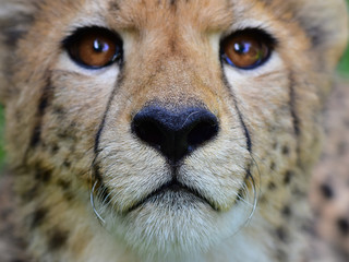 The face of the male cheetah © suntisook