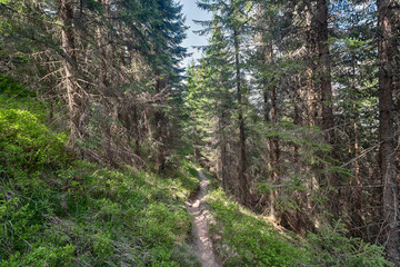 Fototapeta na wymiar Trail on the hillside covered with woods on a sunny day. Carpathians