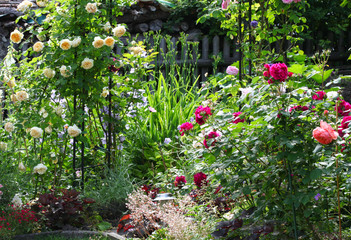 Beautiful rose garden with a flower arch where roses and other perennials grow with a wooden fence...