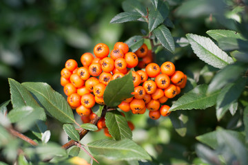 Bunch of orange firethorn berries surrounded with leaves
