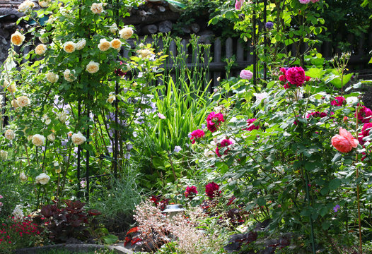 Beautiful rose garden with a flower arch where roses and other perennials grow with a wooden fence in the background