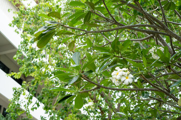 White plumeria flowers Which is the national flower Lao People's Democratic Republic