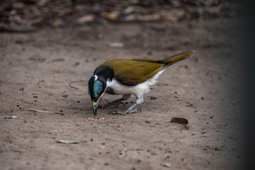 Blue-faced honeyeater