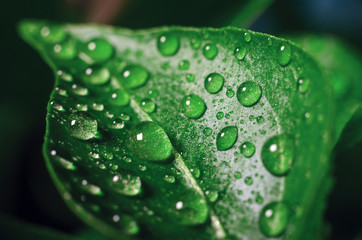 Drops of water on green leaves of seedlings of young pepper grown in a greenhouse, background texture