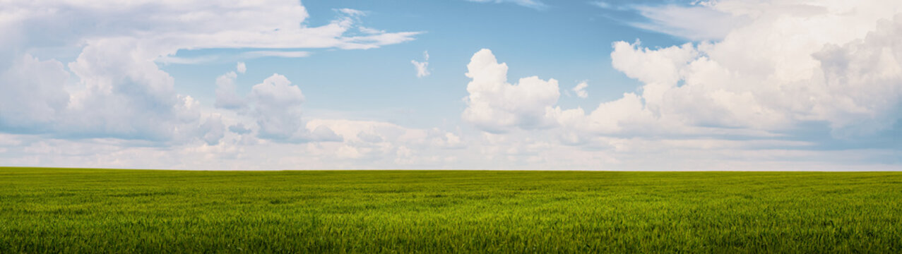 Summer landscape green field and blue sky with clouds web banner