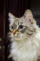 Portrait of a white and fluffy cat with blue eyes