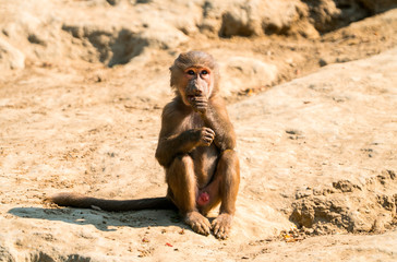 the monkey sits on the ground and eats in nature