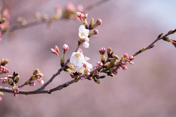東京の多摩川河川敷の桜のクローズアップ