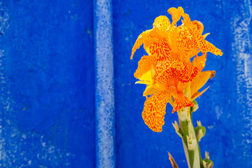 Fototapeta na wymiar Farbenspiel im Garten: gelb rote Iris Schwertlilie vor blauer Hauswand Mauer