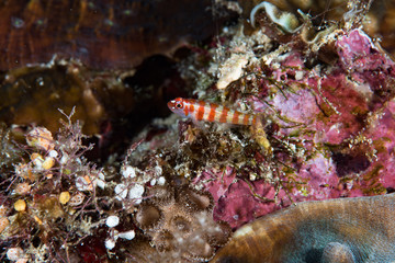 Candycane Dwarfgoby Trimma cana Cabilao Bohol Philippines