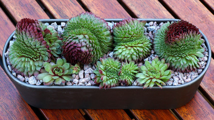Beautiful Sempervivum - houseleek crests planted in a container with pebbles sitting on a wooden table surface.