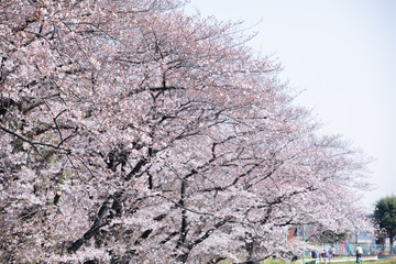 東京の多摩川河川敷の桜並木