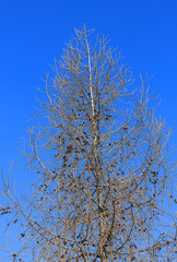 Obraz premium tree in winter in mountain