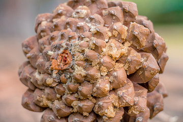 Brown pine cone with resin