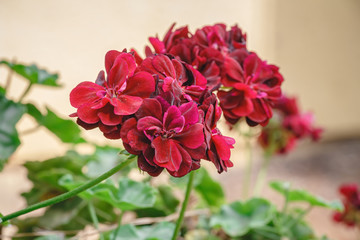 Closeup of beautiful geranium red on blur background