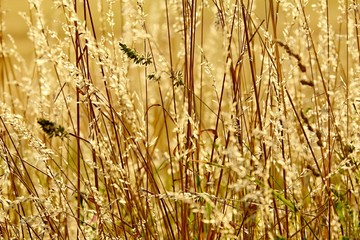 Grass lit by the rays of sunset