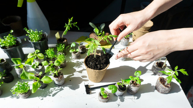 A bright photo of the process of transplanting young seedlings of tomatoes and petunias into peat pots using garden tools. Composition from seedlings in peat tablets, garden tools and plant transplant