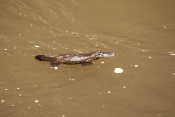 Platypus im Broken River im Eungella Nationalpark