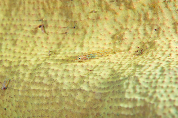 Slender Spongegoby (Pleurosicya elongata)