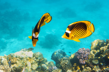 Pair Of Raccoon Butterflyfishes Over The Coral Reef, Clear Blue Turquoise Water. Colorful Tropical Fish In The Ocean. Beauty Stripped Saltwater Butterfly Fish In The Red Sea, Egypt.