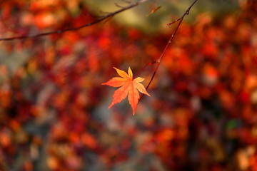 Japanese autumn leaves