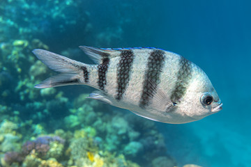 Scissortail Sergeant (Major, Pintano, Abudefduf) In Blue Turquoise Water. Striped Indo-Pacific...