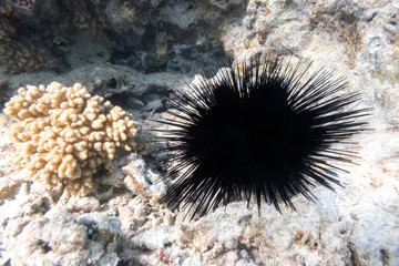 Naklejka na ściany i meble Long Spined Sea Urchin (Diadema Setosum) Hiden In The Rock Seabed Near Coral Reef. Dangerous Underwater Animal With Black Poisoned Thorns, Red Sea, Egypt.