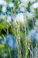 closeup  green grass     and morning dew. picture with soft focus.  easter background.