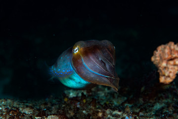 Fototapeta na wymiar Tropical Reef Cuttlefish (Sepia sp.)
