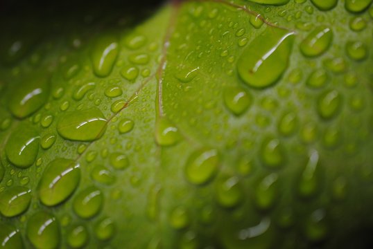 Drop on a Leaf