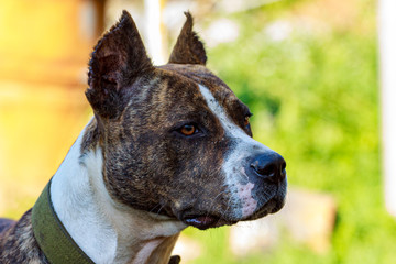 black dog's mouth close-up