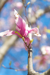 Magnolia tree losing blooms and gaining leaves