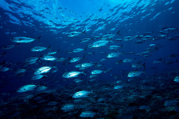 Fototapeta na wymiar Bluefin Trevally Caranx melampygus Tubbataha Reef