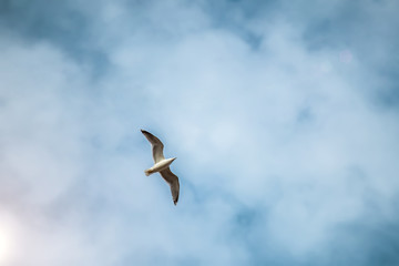 white gull with spread wings soars against blurred background of blue cloudy sky in the sunlight and lens flare