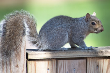 Squirrel sitting on a fence 